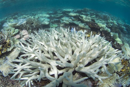新喀里多尼亚的珊瑚白化