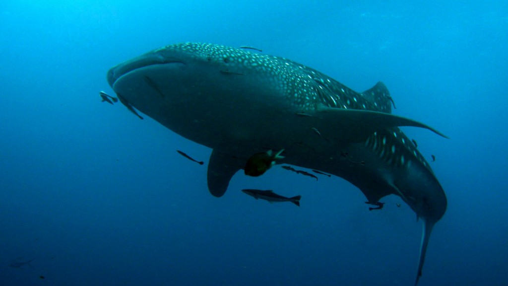 Whale Shark in Sail Rock Koh Tao dive sites