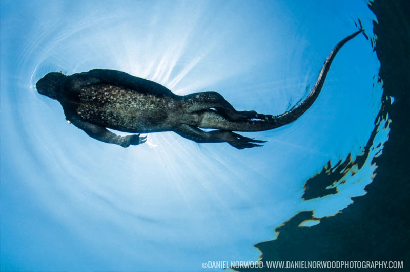 what-to-see-marine-iguana.jpg