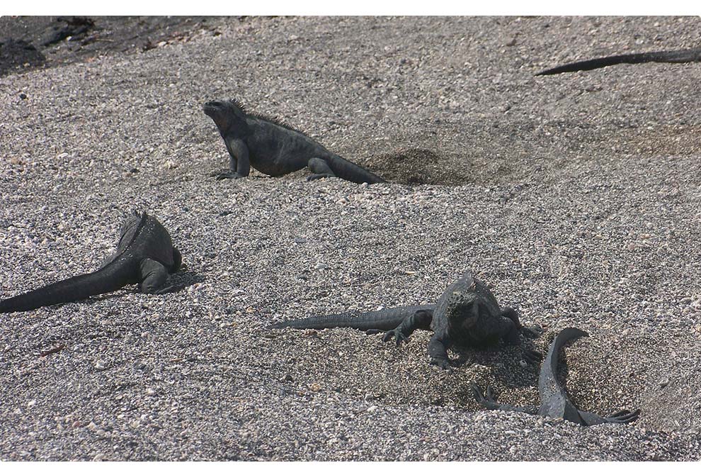 iguanas-laying-eggs-galapagos.jpg