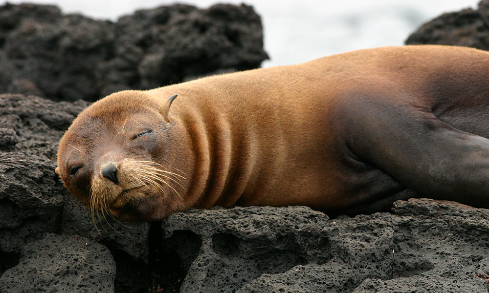 Wildlife-Fur-seal-©Vanessa-Green.jpg