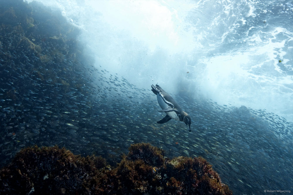galapagos-diving-penguin.jpg