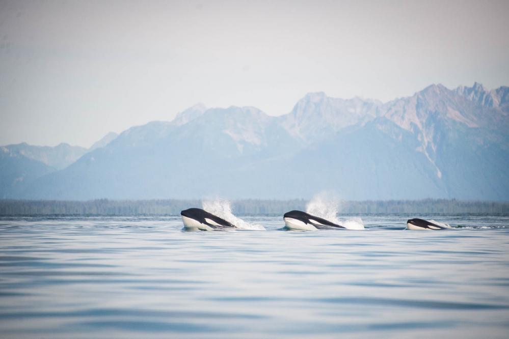 Orcas-Pt-Adolphus-Alaska-Liz-Gifford.jpg