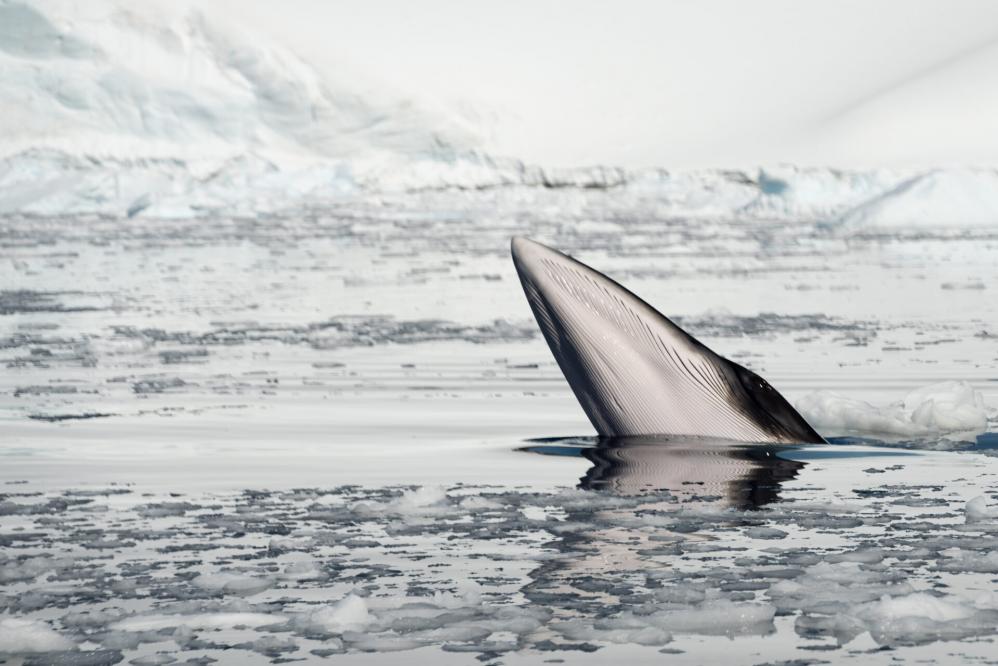 Antarctic-Minke-Whale-Antarctica-Jamie-Lafferty-1-scaled.jpg