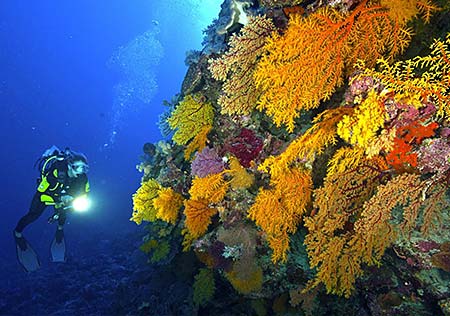 提起大堡礁，很多人的第一反应可能是：大堡礁的珊瑚不是都白化了么？