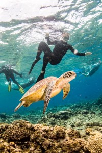 澳大利亚-探礁号外堡礁潜水一日游(Divers Den Reef Quest)潜水