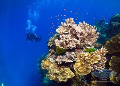 澳大利亚-银声号阿金考特礁一日游（道格拉斯港出发）(Silversonic)潜水