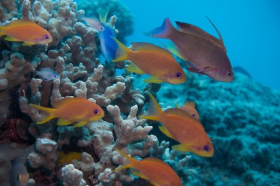 斐济共和国-斐济群岛珊瑚奋进号船宿(Fiji Reef Endeavour Liveaboard)潜水