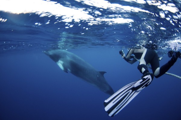 每年的6-8月，南半球几乎都能迎来小须鲸（Dwarf Minke Whale）！届时，大堡礁将成为全世界唯一能够和小须鲸共游的地方。你听说过这种有趣的海洋生物吗？
