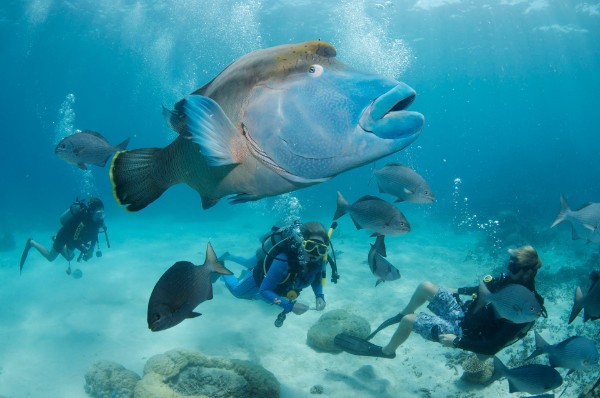 大堡礁是世界上最大的珊瑚礁群，于1981年被列入世界自然遗产名单中，同时也被称为世界七大自然奇观之一。如果你只有一天的时间探索这个水下花园，这5个最受欢迎的一日游是我们的避坑推荐。这些一日游不仅能够带你前往能见度的珊瑚群，邂逅五彩缤纷的海洋生物，而且参团人数大多不超过100，确保你能够最快下水，更多时间体验大堡礁的原生美态。所有行程均允许儿童登船，就算你是和家人一起旅行，也可以轻松解决潜水瘾！