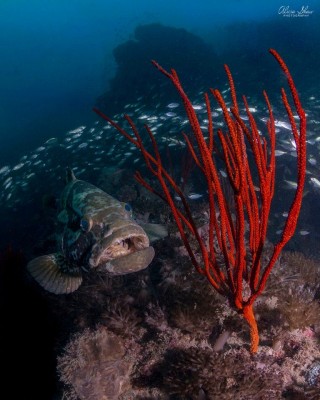 澳大利亚-海之梦号永嘉拉沉船船宿(SeaEsta Reef and Wreck Liveaboard)潜水