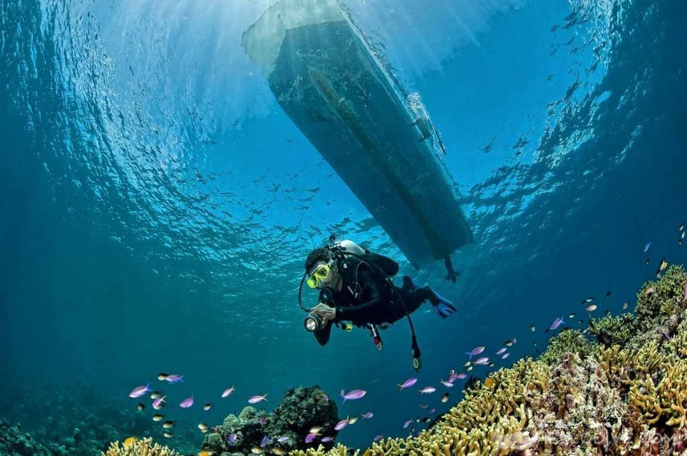 澳大利亚-悉尼Abyss五星潜水中心(Abyss Scuba Diving)潜水