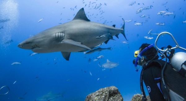 在斐济，与鲨鱼共处是一种常态。特别是在夸塔岛周围的水域，这些鲨鱼与人类之间形成了一种奇妙而独特的互动关系。迄今为止，已确定的斐济鲨鱼品种包括白尖礁鲨、黑尖礁鲨、茶色护士鲨、柠檬鲨、银尖鲨、牛鲨和虎鲨，它们在这片海域中游弋着。在夸塔岛上，人们不仅可以与这些鲨鱼一起浮潜观赏，还可以进行凯时官网，近距离接触这些霸气而美丽的生物。让我们一起来探索这个充满奇妙与探险的海洋世界吧！