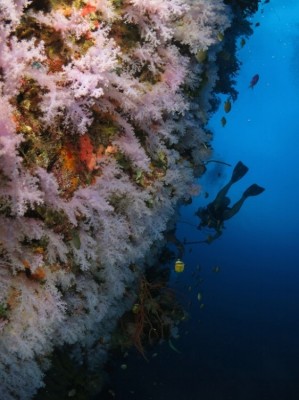 斐济共和国-塔韦乌尼岛潜水度假村(Taveuni Dive Resort)潜水