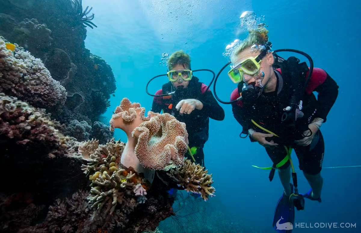 澳大利亚-圣灵群岛珊瑚礁日游/海上星宿/水下套房(Cruise Whitsundays)潜水