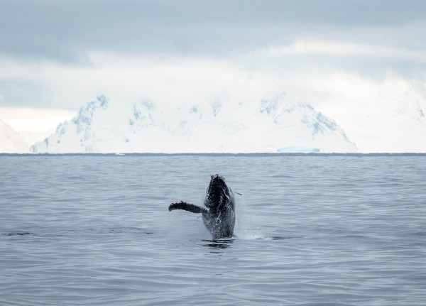 鲸鱼是海洋的巨人，它们神秘、雄伟和令人敬畏，就和南极大地一样。每次在南极远征的邮轮上发现它们时，船上都会引发一阵欢呼声和赞叹声。目睹它们庞大而又优雅的身躯在水中滑行，毫不费力地跃出水面，并做出标志性的扬尾溅水，确实是一种令人叹为观止的景象。无论是罕见的蓝鲸出现，还是站在米氏鲸鲸船旁边的小须鲸，或者是那有着黑白斑纹容易被发现的虎鲸，都是这么让人期待！