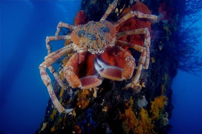 澳大利亚-墨尔本Ocean Divers潜水中心(Ocean Divers)潜水