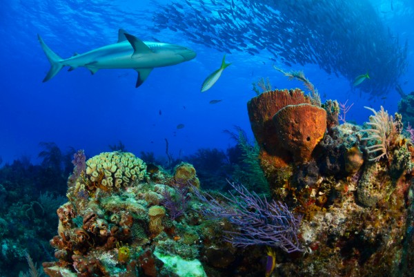 巴哈马是一个位于加勒比海的国家，这里由众多的岛屿和沙洲组成，覆盖了近10万平方英里的海域，延伸约750英里，东南部距离古巴和海地仅有50英里。这个美丽的岛国以其独特的风采和热带轻松感而闻名，这里的海域为潜水员提供了一系列令人叹为观止的潜点。