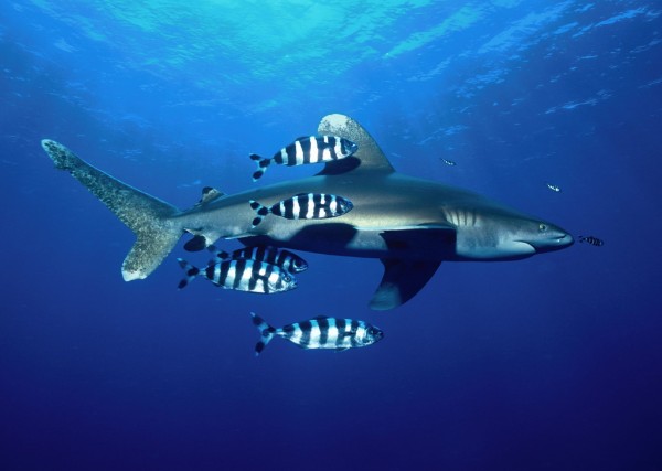 鲨鱼在海洋生态系统中的重要作用