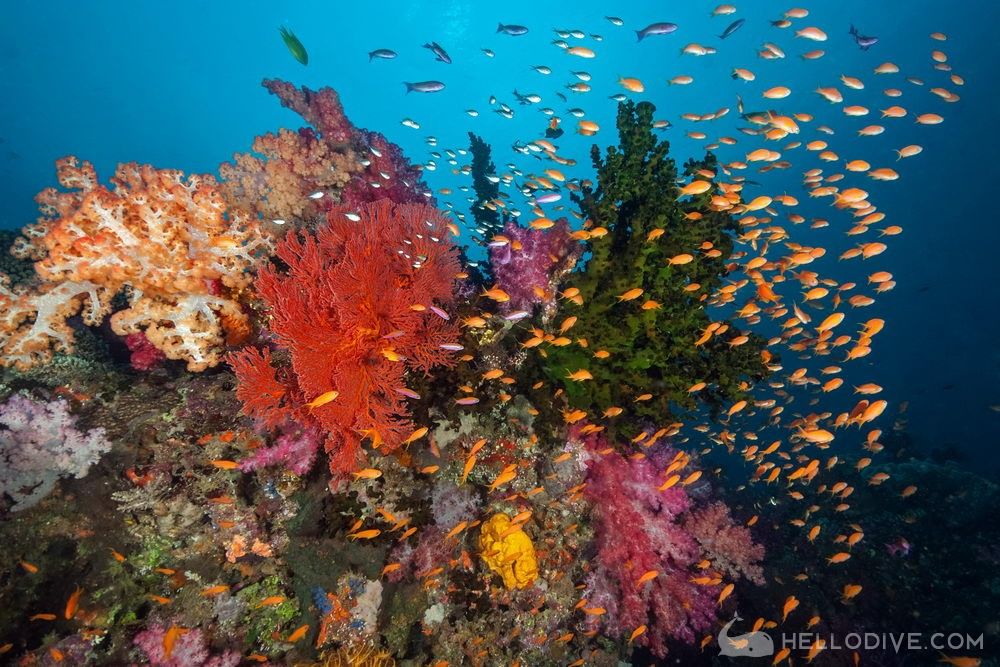斐济共和国-斐济沃利沃利海滩潜水度假村(Fiji Volivoli Beach Resort)潜水