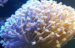 宝石花珊瑚