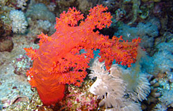 鸡冠珊瑚