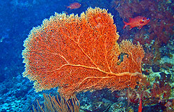 红海树珊瑚