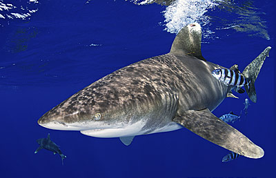 白鳍鲨