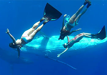 座头鲸是所有潜水爱好者最喜欢的海洋生物之一，梦想可以和他们一起畅游