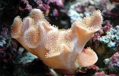 皮革珊瑚